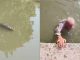 #México: Rescatan a hombre de la tercera edad de ataque de cocodrilo en el Canal de la Cortadura