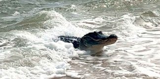 #VIDEO || Cocodrilo intenta atacar a bañista en playa de Puerto Vallarta