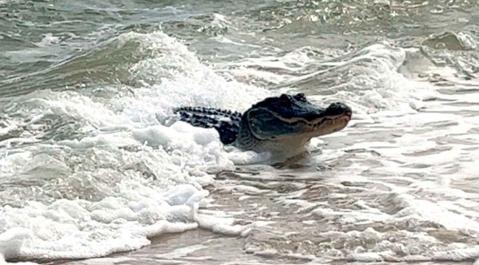 #VIDEO || Cocodrilo intenta atacar a bañista en playa de Puerto Vallarta