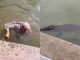 #VIDEO || ¡Héroe Inesperado! Joven Salva a Adulto Mayor de un Posible Ataque de Cocodrilo en el Canal de la Cortadura