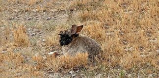 Extraño Virus Transforma Conejos en Criaturas de Tentáculos