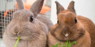 Zoológico de Dinamarca genera polémica al solicitar mascotas vivas como alimento para sus depredadores