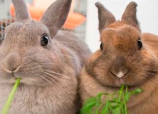 Zoológico de Dinamarca genera polémica al solicitar mascotas vivas como alimento para sus depredadores