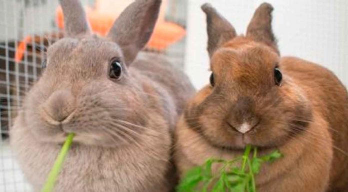 Zoológico de Dinamarca genera polémica al solicitar mascotas vivas como alimento para sus depredadores