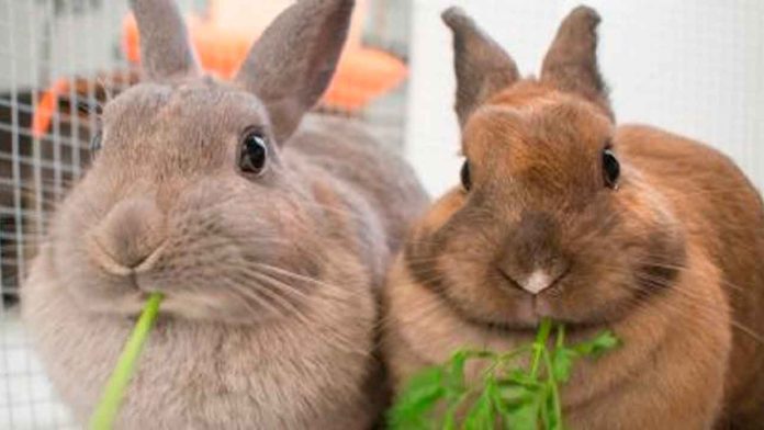 conejos