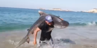 #VIDEO | Hombre captura con sus propias manos a un tiburón en Aquila