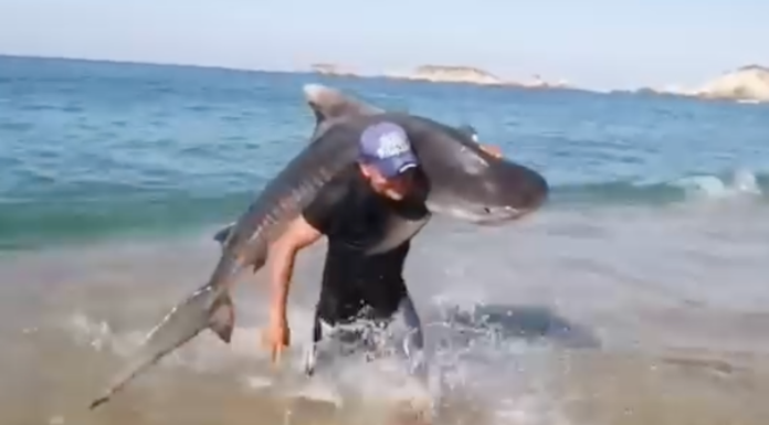 #VIDEO | Hombre captura con sus propias manos a un tiburón en Aquila