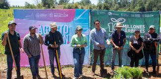 Jóvenes plantan más de 50 mil árboles en reforestación simultánea en 16 municipios