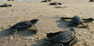 Liberan 32 ejemplares de tortuga marina en Veracruz