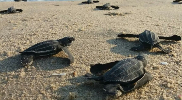 Liberan 32 ejemplares de tortuga marina en Veracruz