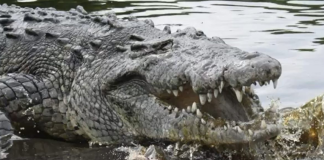 Muere ‘Tío Lucho’, el icónico cocodrilo de más de 50 años de Oaxaca