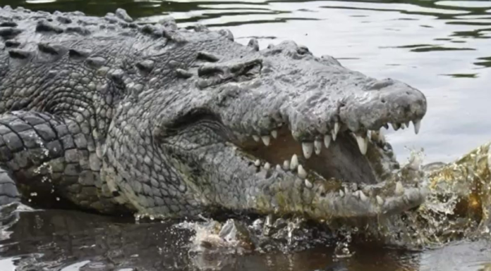 Muere ‘Tío Lucho’, el icónico cocodrilo de más de 50 años de Oaxaca