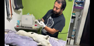 Policía Auxiliar da de baja a agente por presunta agresión a un perrito, en Morelia