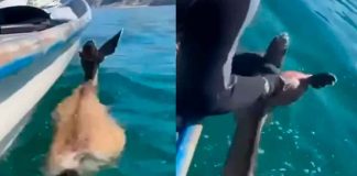 #VIDEO | Pescadores rescatan a venado que nadaba en el Golfo de California