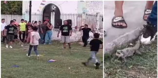 #VIDEO || Animales vivos fueron golpeados durante “piñata” tradicional en Calkiní, Campeche