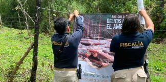 Catean predio relacionado con delitos contra el ambiente; se localizaron indicios de tala