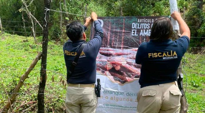 Catean predio relacionado con delitos contra el ambiente; se localizaron indicios de tala