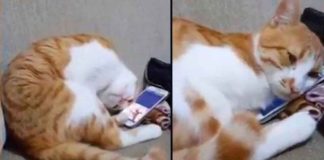 #VIDEO || “Gato desolado”: la mirada que partió miles de corazones