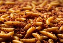 Confirman primer caso de gusano barrenador en el Estado de México