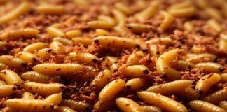 Confirman primer caso de gusano barrenador en el Estado de México