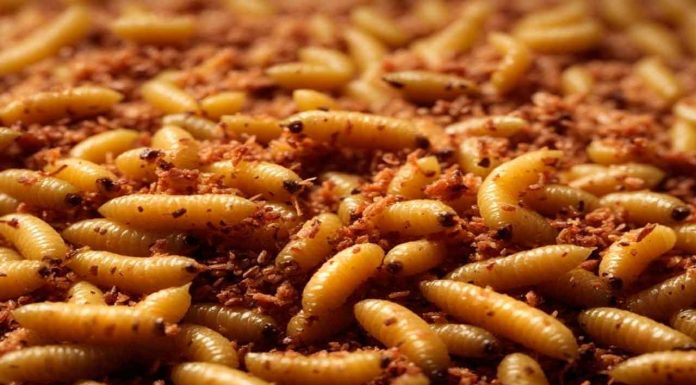 Confirman primer caso de gusano barrenador en el Estado de México