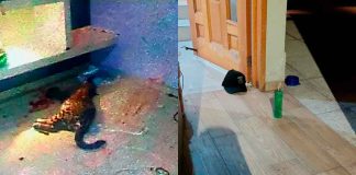 Policías encuentran jaguar asesinado y dos explosivos, en Jacona