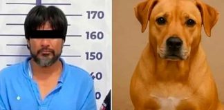 Muere perrita tras defender a su dueña cuando era atacada por su pareja sentimental