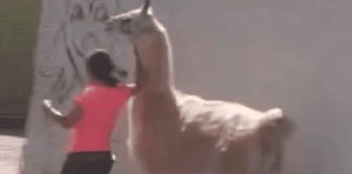 #VIDEO | Mujer se vuelve viral por pasear a su llama en Querétaro