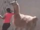 #VIDEO | Mujer se vuelve viral por pasear a su llama en Querétaro