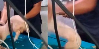 #VIDEO || Indignación en Yucatán por video viral donde peluquero canino maltrata a un poodle durante corte de pelo