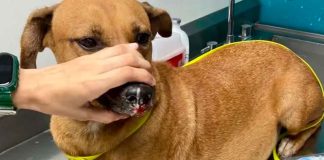 #México: Rescatan a perrita embarazada que fue arrojada en una bolsa de basura; estaba amarrada con cinchos