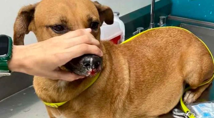 #México: Rescatan a perrita embarazada que fue arrojada en una bolsa de basura; estaba amarrada con cinchos