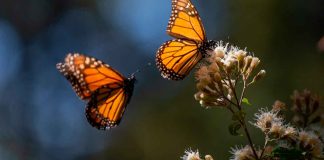 Mariposas monarcas: vínculo entre patrimonio natural y cultural