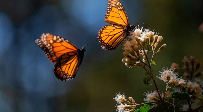 Mariposas monarcas: vínculo entre patrimonio natural y cultural