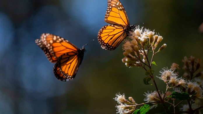 mariposa-monarca