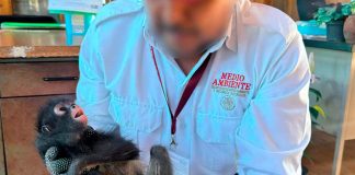 Recibe Profepa 9 monos araña y 8 guacamayas asegurados en Chiapas