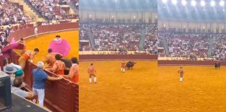 #VIDEO|| Muere forcador de 22 años en su debut en Lisboa tras embestida de un toro