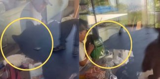 #VIDEO | Oso sorprende a trabajadores de obra en Monterrey e intenta llevarse el lonche de uno de ellos