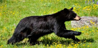 #VIDEO || Sorpresa salvaje, una mujer en Vermont encuentra a un inesperado “copiloto” peludo en su auto