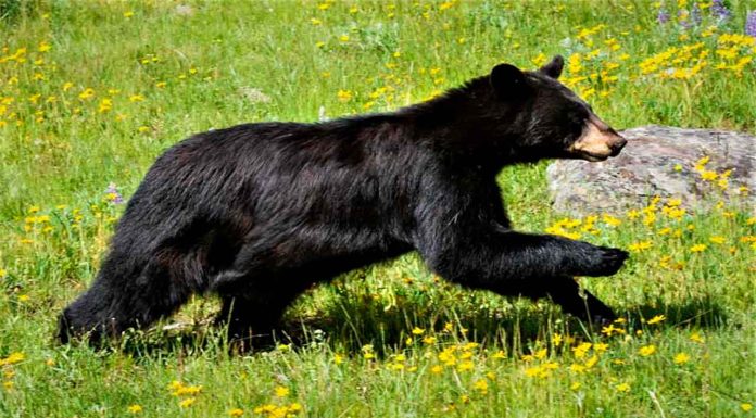 #VIDEO || Sorpresa salvaje, una mujer en Vermont encuentra a un inesperado “copiloto” peludo en su auto