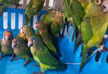 Rescatan 40 ejemplares de vida silvestre en operativo contra el tráfico ilegal