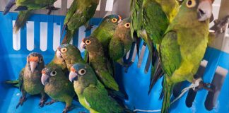 Rescatan 40 ejemplares de vida silvestre en operativo contra el tráfico ilegal