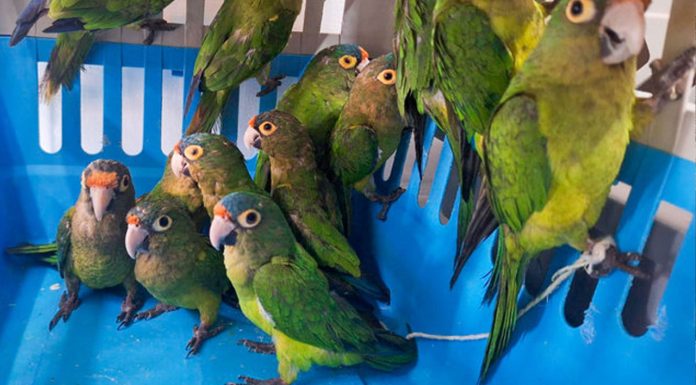 Rescatan 40 ejemplares de vida silvestre en operativo contra el tráfico ilegal