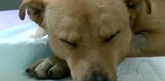 #México: Muere perrito luego de que le ataran un cohete en el hocico la noche del 15 de septiembre