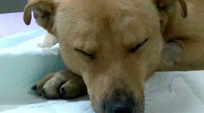 #México: Muere perrito luego de que le ataran un cohete en el hocico la noche del 15 de septiembre
