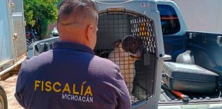 #Morelia: Hombre de 75 años fue captado en video cometiendo actos sexuales con una perrita pitbull