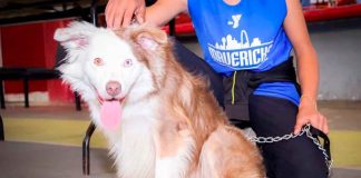 SSM ha esterilizado más de 11 mil perros y gatos: SSM