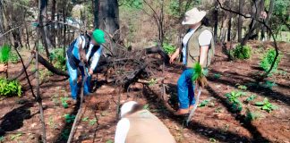 Profepa participa en jornada de reforestación en el Ejido Pontezuelas, en Michoacán