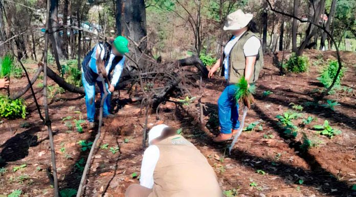 Profepa participa en jornada de reforestación en el Ejido Pontezuelas, en Michoacán