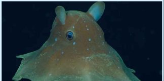 Descubren Nueva Especie de Pulpo Dumbo en Aguas Profundas